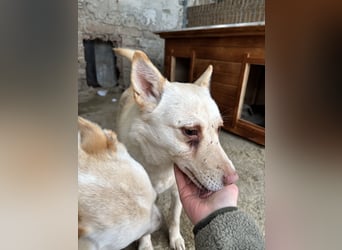 BIBA, Hündin, 3,5 Jahre, 43 cm, Mischling, Tierschutz