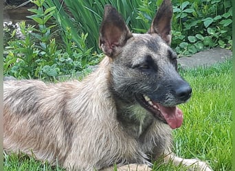 Molly, sucht ihre Menschen