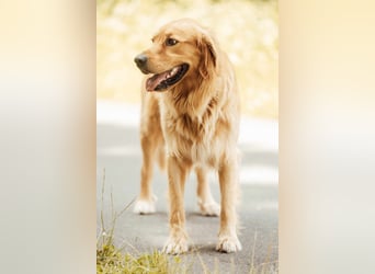 Milo Dark Golden Retriever Rüde katzenverträglich sucht erfahrenes Zuhause