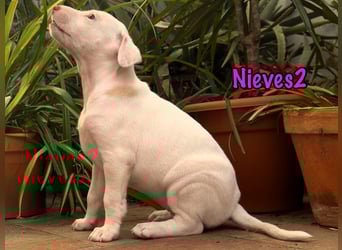 Nieves2 02/2025 (ESP) - kontaktfreudige, süße Podenco-Bodeguero Mix Welpin!