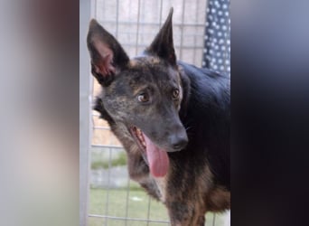 Hanna, seit 2014 im Tierheim