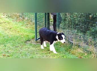 Verkaufe Reinrassige Border Collie Welpen