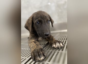 Tywin, geb. ca. 05/2024, lebt in GRIECHENLAND, auf einer privaten Pflegestelle