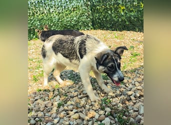 AMY hätte gerne ein Zuhause