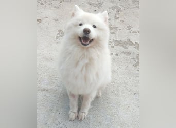 ❤️ liebe Familiehündin FRIDA - 3,5 Jahre, 60cm - Samojede