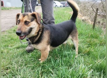 Clyde, Dackel - Schäferhund Mischling