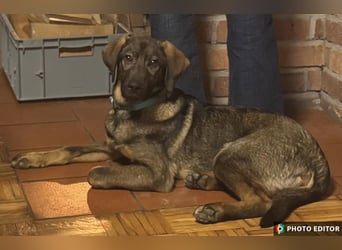 Timmy, sein Charme läßt Herzen schmelzen, PS in 94078 Freyung