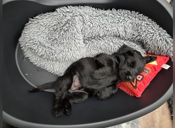 Riesenschnauzer schwarz Mrs. Gelb & Mr. Weiß