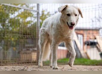 Neve - schüchterner Hund sucht seine Menschen