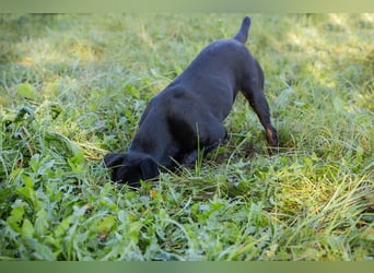Holly: sucht DRINGEND ihre Endstelle zum Ankommen in 74906 Bad Rappenau