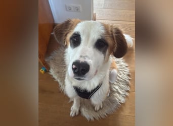 ⭐️MADGE⭐️, Hündin, 9 Monate, 55 cm, Mischling, Tierschutz