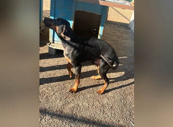 Jack , ungarische Bracke, sucht die Wärme und Nähe des Menschen