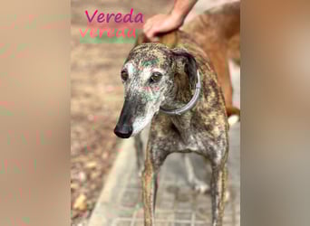 Vereda 06/2018 (ESP) - wundervolle, verschmuste und sehr liebevolle Galga!