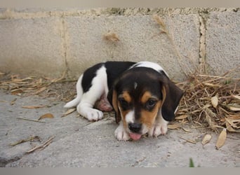 MICKY-ruhiges, freundliches, neugierig, gelassenes Hundemädchen sucht ihr liebevolles Zuhause