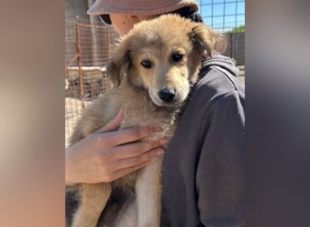 Fiete ❤️ verschmuster, offener Hundejunge