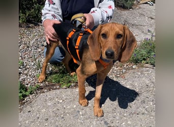 Ellie, eine wunderschöne und liebe Welpine sucht ihre Menschen