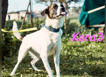 Kora3 08/2019 (ESP) - verspielte und kluge, hübsche Boxer-Mix Hündin!