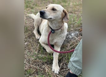 Max, geboren 08.06.2024, 55cm sucht sein Zuhause
