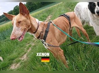 Xenon,geb.08/23,lieber Podenco sucht seine Familie,bereits in DE auf Pflegestelle in 86685 Huisheim