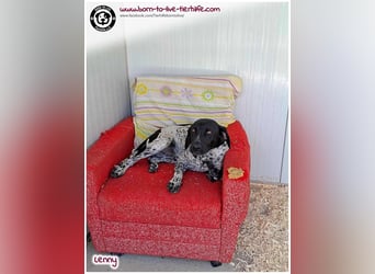 Handicap Fellnasse Lenny sucht ein Zuhause für immer