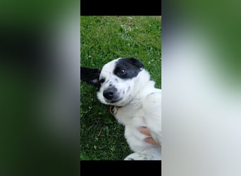 Josie sucht Herzensmensch fürs Leben