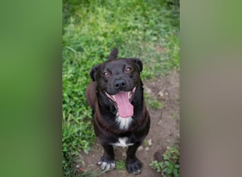 Willy: Sucht ein Zuhause