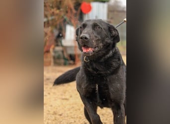 Cody-VA charmanter Mann möchte Küsschen geben