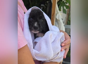 Reacher - tapferer Hundejunge