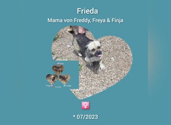 Süsse kleine Hündin möchte Rumänien verlassen