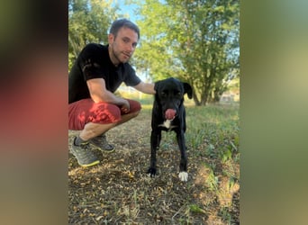 RAJAH - Ein sanfter Schatz mit großem Herz sucht seine Menschen