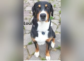 Appenzeller Sennenhund Welpe Rüde reinrassig