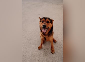 Schäferhund Mix Scooby