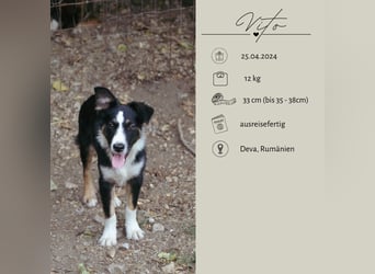 VITO - ein liebevolles Zuhause gesucht