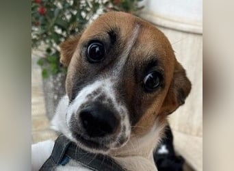 Chicca – eine neue Familie finden -