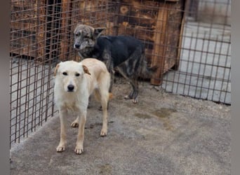 Nala wünscht sich ein Zuhause