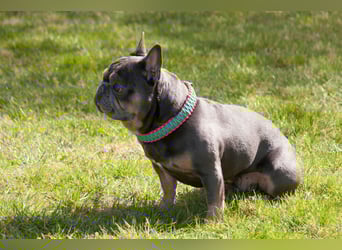 French Hugo - selbstbewusster Bulli - Tierhilfe Franken e.V.