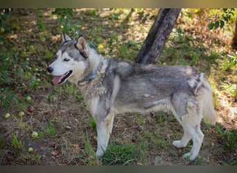 Chip 2279997: Sucht ein Zuhause
