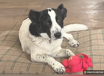 Frodo, ein Teddybär sucht seine Familie, PS in 86701 Rohrenfels