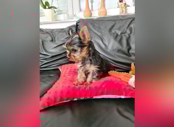 Yorkshire-Terrier Welpen,  reinrassig mit Ahnentafel sofort abgabebereit