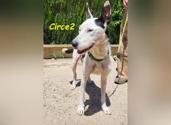 Circe2 06/2022 (ESP) - verschmuste und soziale, wunderschöne Podenco-Bodeguero Mix Hündin!