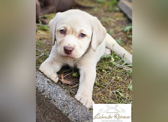 Labrador Welpen aus Körzucht