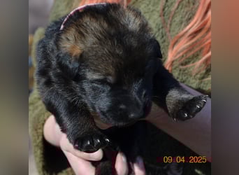 Dunkelgraue Schäferhunde aus Kör-u.Leistungzucht