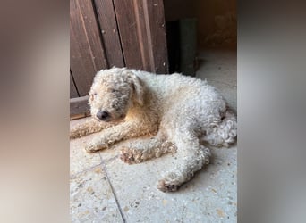 Billy, Puli-Mix, Rüde, geb. am 01.09.2017, 40 cm, 14 kg