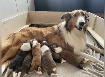 Colliewelpen suchen ein Zuhause!