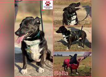 Bella / Lilly kleiner Mischling Hündin Junghund sucht Zuhause für immer