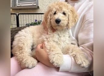 Abgabebereite Goldendoodle & Labradoodle Labrador+Golden+Retriever+Pudel Welpen