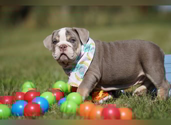 Reinrassige Freiatmende Englische Bulldogge Welpen auf Familiensuche