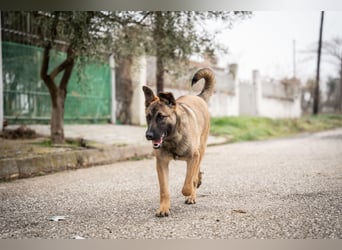 Nala - sportlich und freundlich
