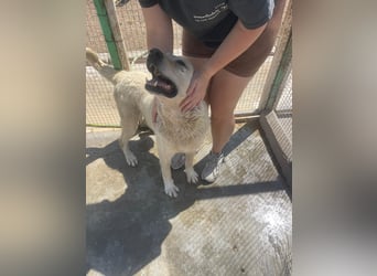 Und dann kam BAILEY - ein liebevoller Hundeopi mit trauriger Vergangenheit sucht endlich sein Glück