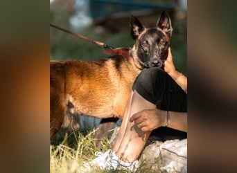 Belgischer Schäfi ♥ Max ♥ verkuschelt Sportskanone